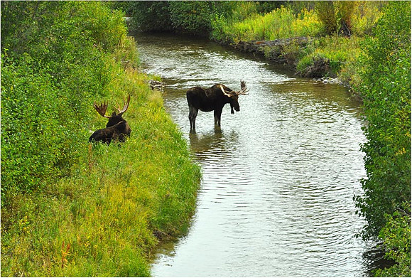 Grand Teton - Bull Moose at Moose Junction