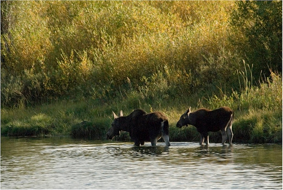 Grand Teton - Moose and Calf