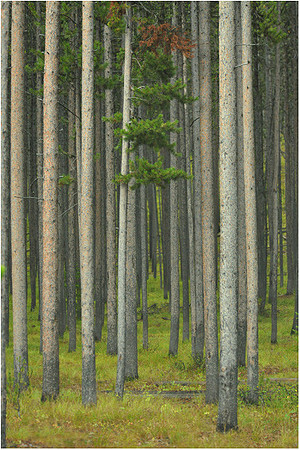 Grand Teton woods - Signal Mt. Area