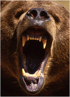 Grizzly Up Close