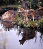 Wolf Pup