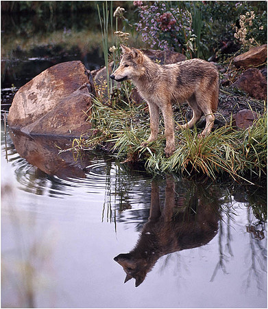 Wolf Pup
