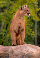 Cougar on Rock