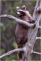 Young Racoon in Tree