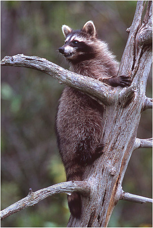 Young Racoon in Tree