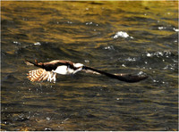 Yellowstone - Ospray Catching Fish