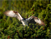 Yellowstone - Ospray take off