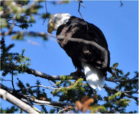 Yellowstone - Peering Eagle
