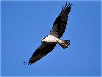 Yellowstone - Soaring Ospray