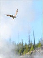 Yellowstone - Soaring Ospray