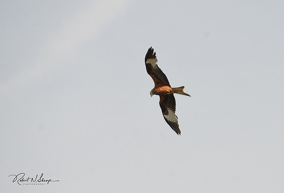 DSC_3474 web